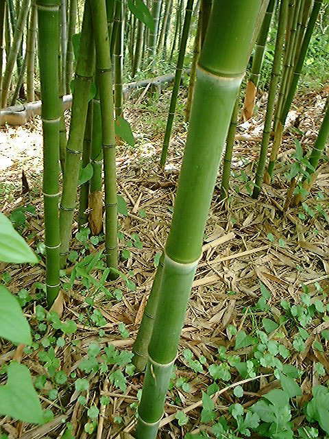 竹の種類